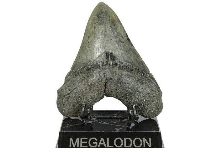 Fossil Megalodon Tooth - South Carolina #203055